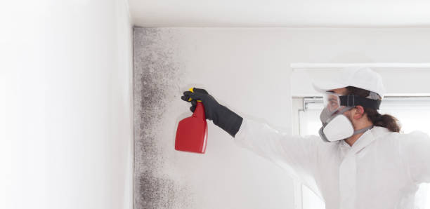 Best Mold Testing and Removal  in White Oak, MD